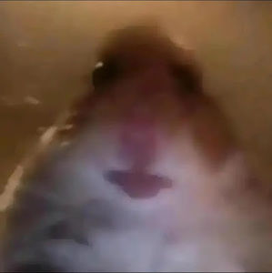 Meet your Posher, Campee